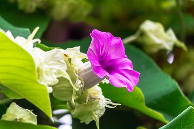 Close-up of pink flowering plant