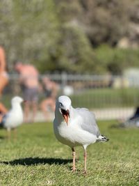 Close-up of seagull perching on field