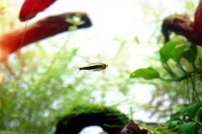 Close-up of bee on plant