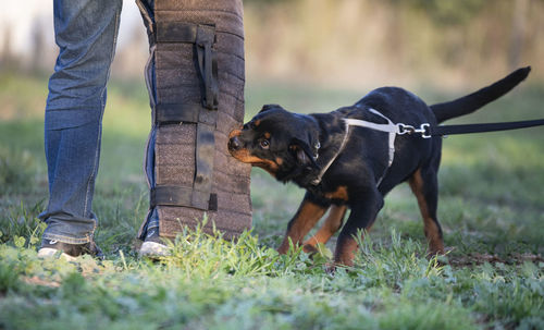 Low section of dog standing on field