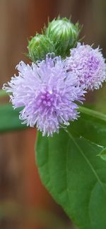 Close-up of purple flowering plant