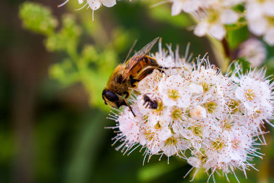 Close-up of bee pollinating on flower