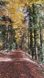 Road amidst trees in forest during autumn