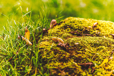 Close-up of moss growing on field