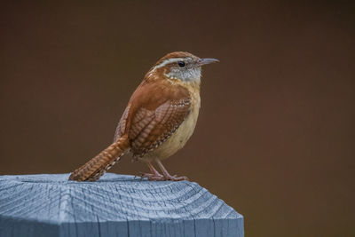 bird