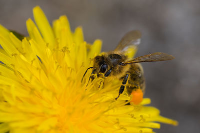 Close-up of bee pollinating on yellow flower