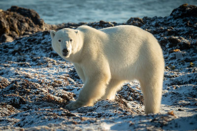 Polar bear on tundra stares at camera