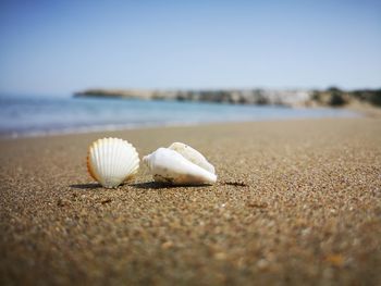 Close-up of shells on sand at beach against sky