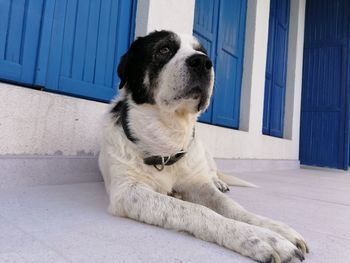 Puppy looking away while sitting on floor