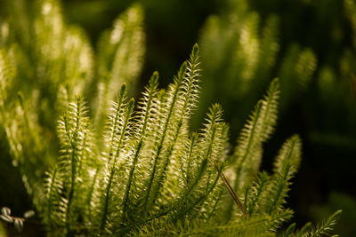 Close-up of fern leaves