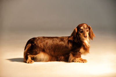 Dog looking away