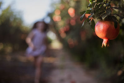 Close-up of apple growing on tree