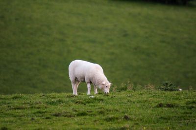 Sheep grazing in a field