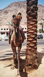 Close-up of horse