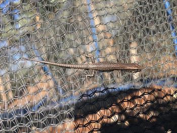 Close-up of chainlink fence in cage