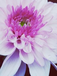 Close-up of pink flower