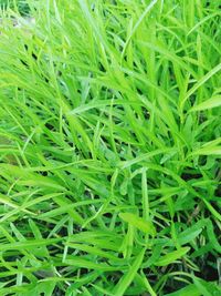 High angle view of grass growing on field