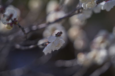 Close-up of white cherry blossom