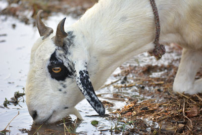 Goat drinks water on the farm