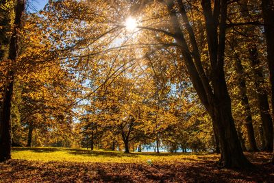 Trees growing in forest during autumn