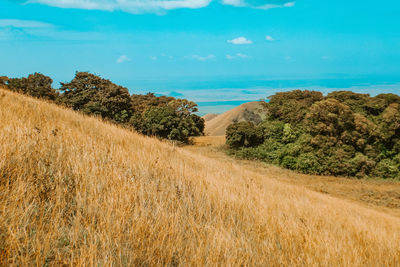 Grassland landscapes against a panoramic mountain background at chyulu hills national park, kenya