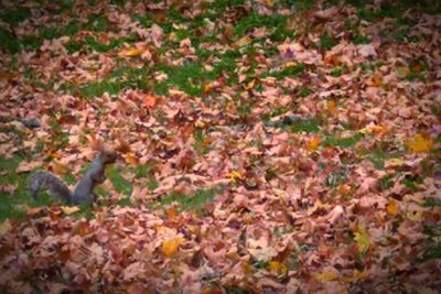 High angle view of autumn leaves on field