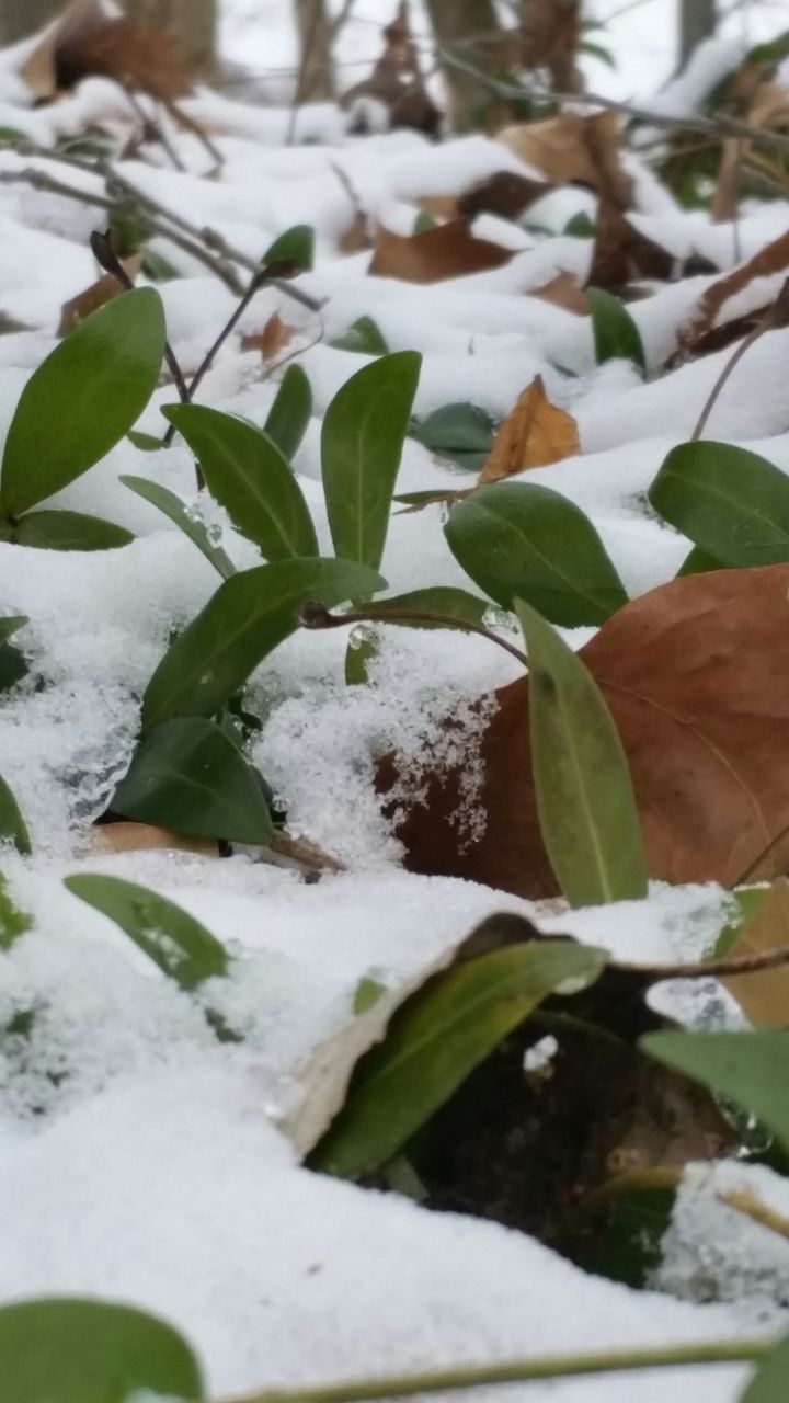 leaf, water, plant, growth, close-up, nature, green color, beauty in nature, white color, focus on foreground, freshness, fragility, winter, outdoors, day, selective focus, floating on water, tranquility, season, cold temperature