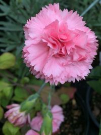 Close-up of pink rose