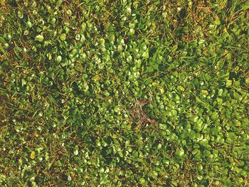 Full frame shot of fresh green tree