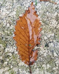 Close-up of dry maple leaf