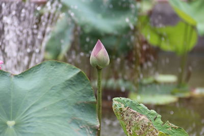 Close-up of lotus water lily