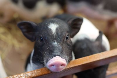 Small black pigs are raised on an organic farm.