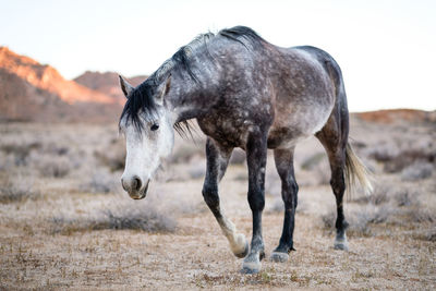 Horse standing in a field