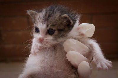 Close-up of a cat looking away at home