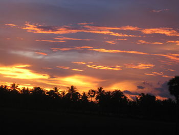 Silhouette of trees at sunset