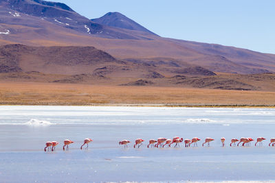 Flock of swans on desert