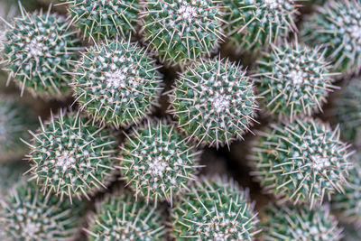 Full frame shot of succulent plants