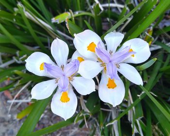 Close-up of white flowers blooming outdoors