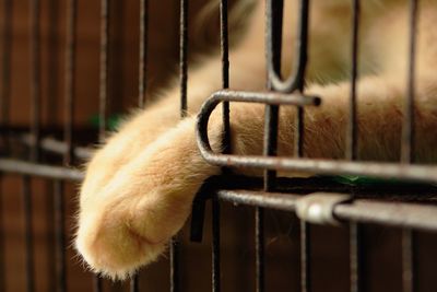 Close-up of chainlink fence