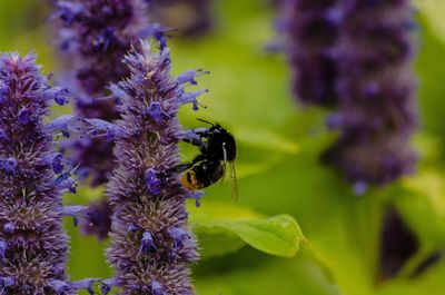 Close-up of bee on purple flower