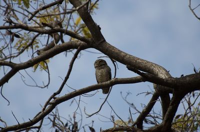 Low angle view of bird perching on branch