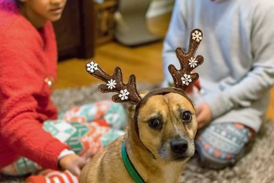 Portrait of dog wearing headband with women at home