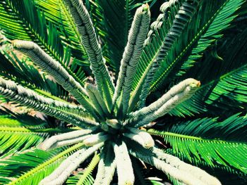 Close-up of palm leaves