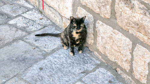 High angle portrait of cat sitting at a wall