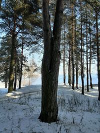 Snow covered trees in forest