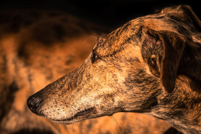 Close-up of dog looking away