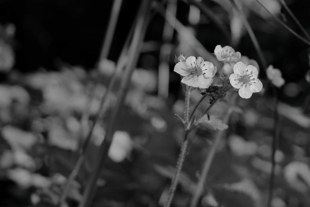 CLOSE-UP OF WHITE FLOWERING PLANTS