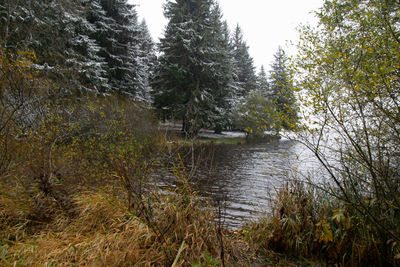 Scenic view of lake amidst trees in forest