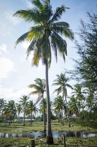 Low angle view of palm trees against sky