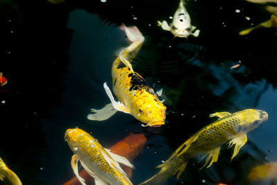 Close-up of fish swimming in sea